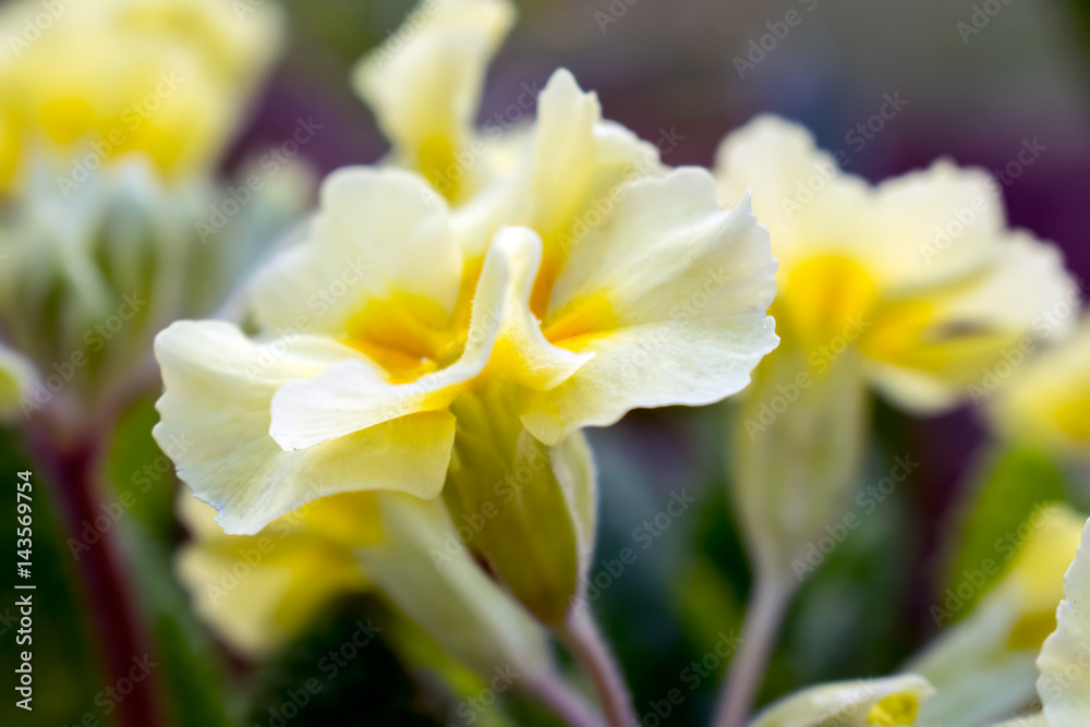Yellow flowers Primroses (Primula Vulgaris) Yellow flowers Primroses (Primula Vulgaris)