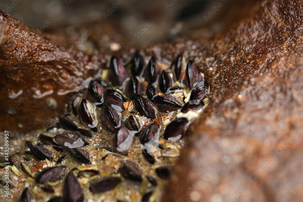 colorful mussel shells on the rock - detail colorful mussel shells on the rock - detail