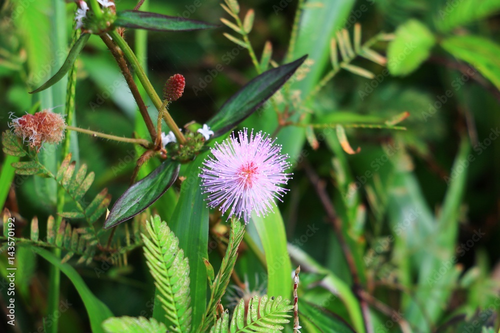 mimosa pudica flower of shy plant beautiful in nature mimosa pudica flower of shy plant beautiful in nature