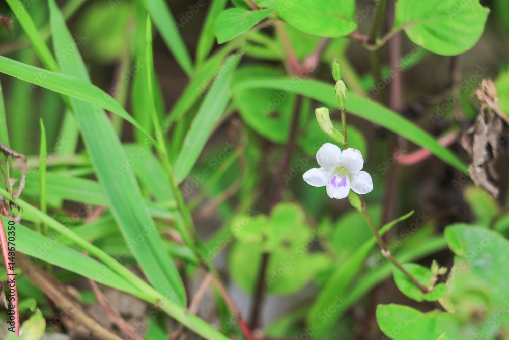 white flower bloom small on the grass beautiful abstract background white flower bloom small on the grass beautiful abstract background