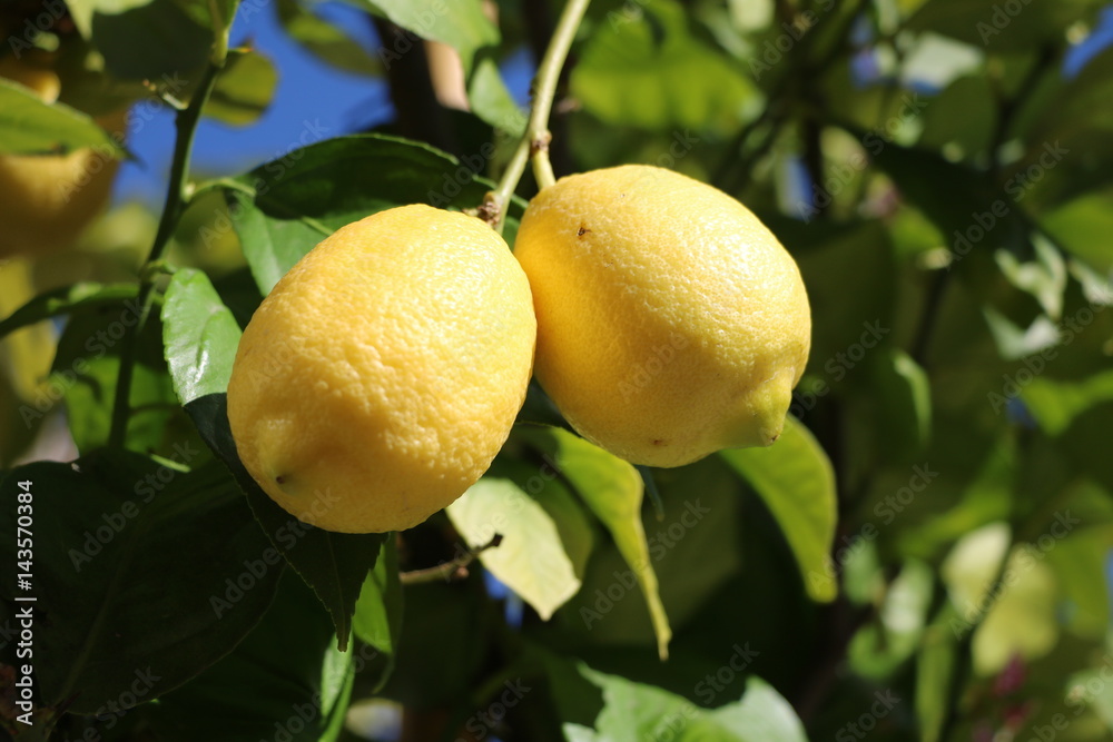 Yellow lemons ripen on the tree in Italy
