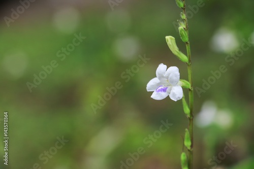 white flower bloom small on the grass beautiful abstract background