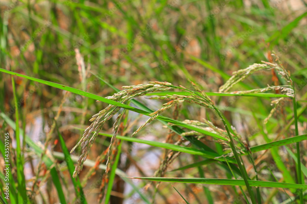 rice in a paddy field rural in nature rice in a paddy field rural in nature