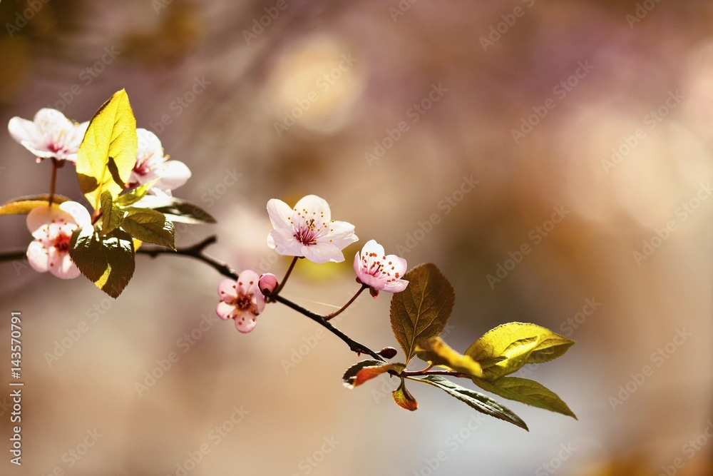 Spring flowers. Beautifully blossoming tree branch. Japanese Cherry - Sakura and sun with a natural colored background.
