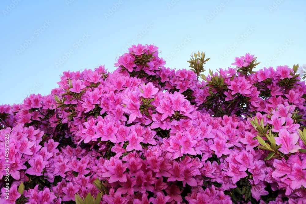 Pink flowering mini azaleas in spring, Italy Pink flowering mini azaleas in spring, Italy
