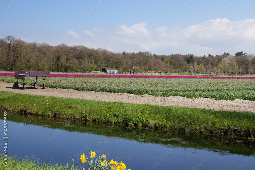 Fototapeta premium Tulpenfeld, Blumenwagen, Amsterdam
