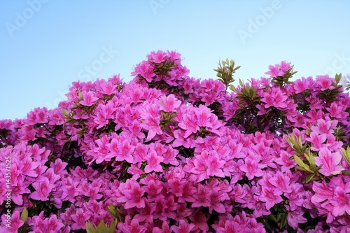 Obraz na plátně Pink flowering mini azaleas in spring, Italy