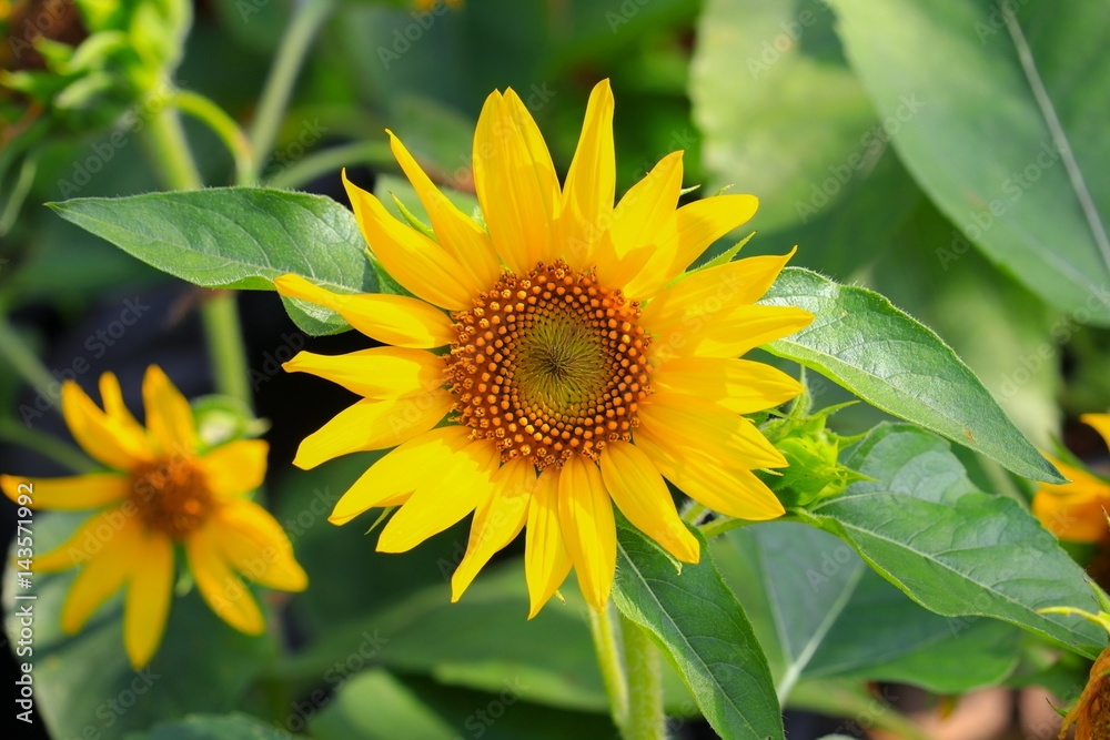 sunflowers yellow blooming in garden flower beautiful sunflowers yellow blooming in garden flower beautiful