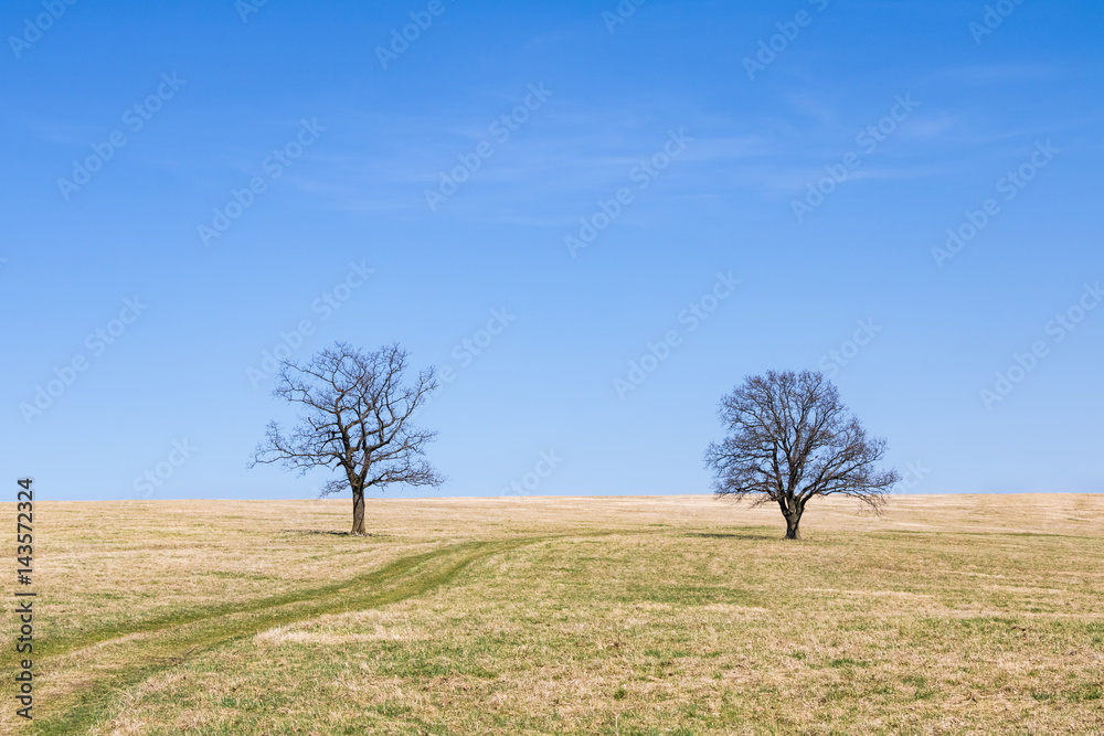 Spring meadow and two solitaire trees under blue sky Spring meadow and two solitaire trees under blue sky