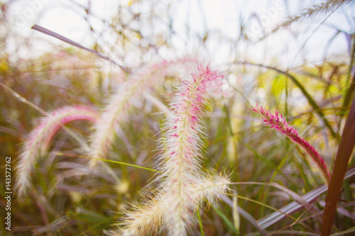 Flower grass pink