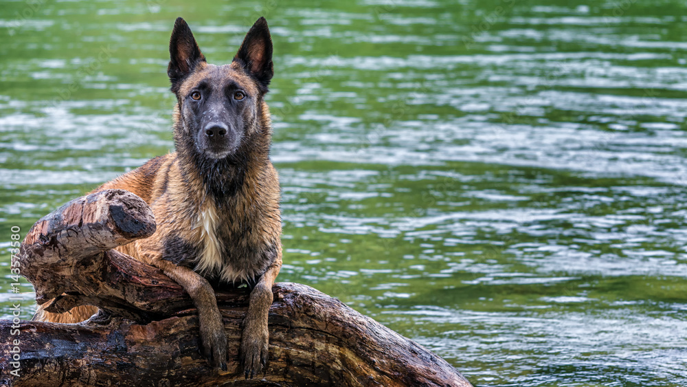 Hund auf Baumstamm im Fluss Hund auf Baumstamm im Fluss