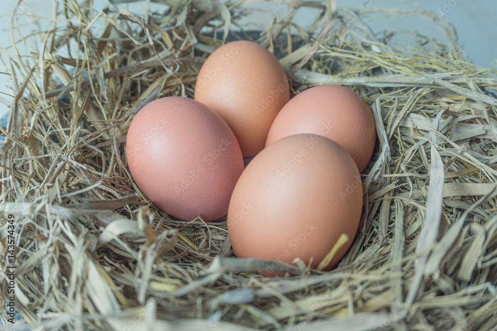 eggs on the nest eggs on the nest