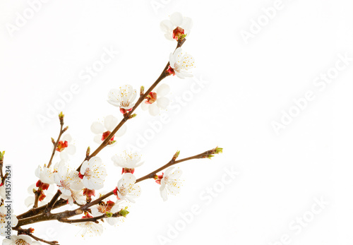 branch of almond blossom