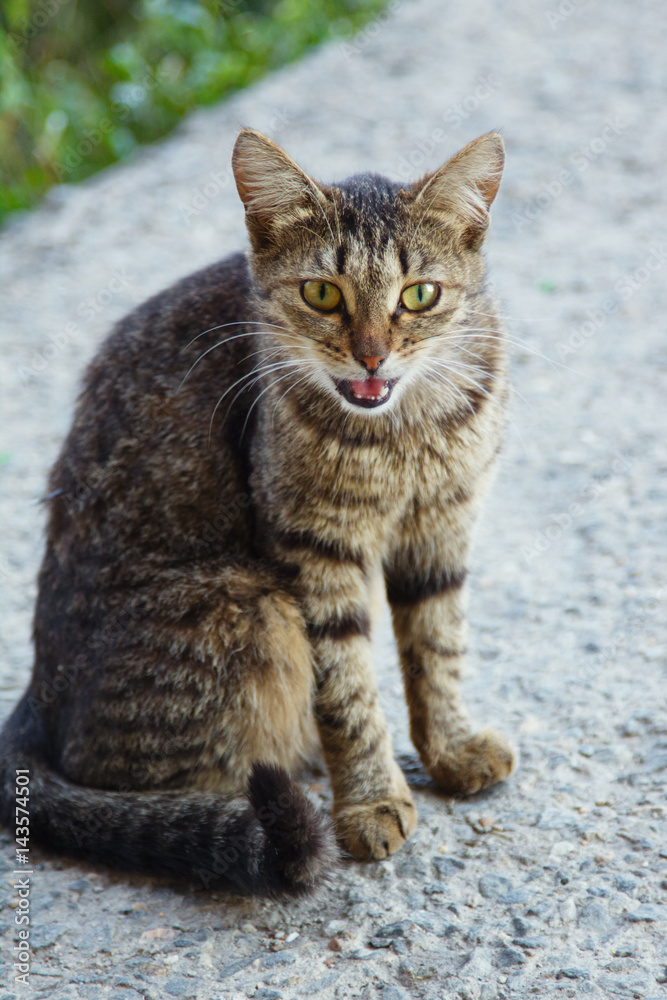 Homeless cat sitting on the sidewalk. Homeless cat sitting on the sidewalk.
