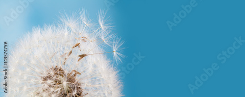 Fototapeta Naklejka Na Ścianę i Meble -  Summer time still life photo with fluffy dandelion flower, flying seeds. Macro view natural plant on blue background. Shallow depth of field, copy space.