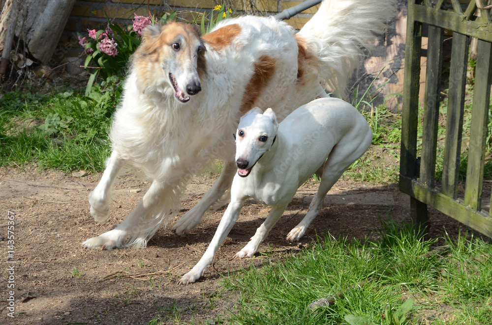 Borzoi and Whippet dogs come running around a corner in a garden. Borzoi and Whippet dogs come running around a corner in a garden.