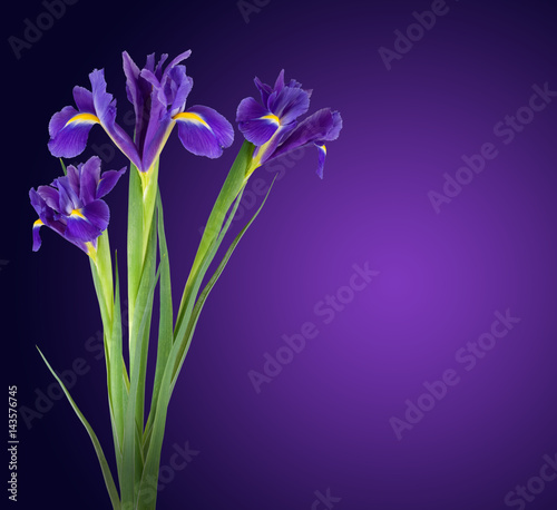 image of flower petal in the garden close-up