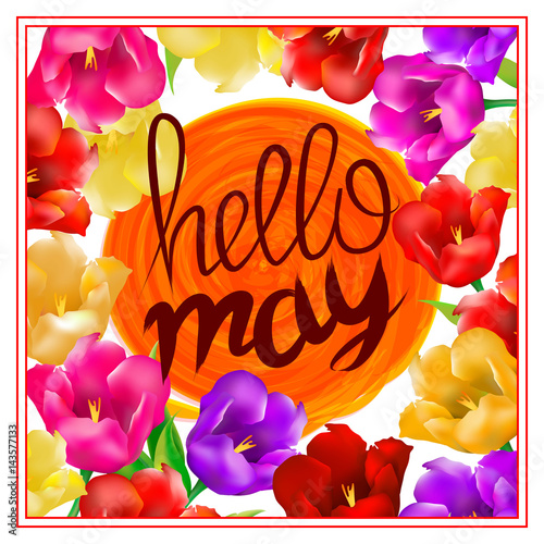 Hello may hand Lettering with tulip flower. Vector illustration EPS10