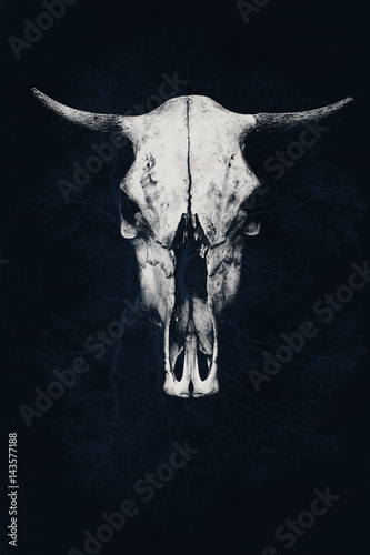 The menacing white bull skull on an abstract background