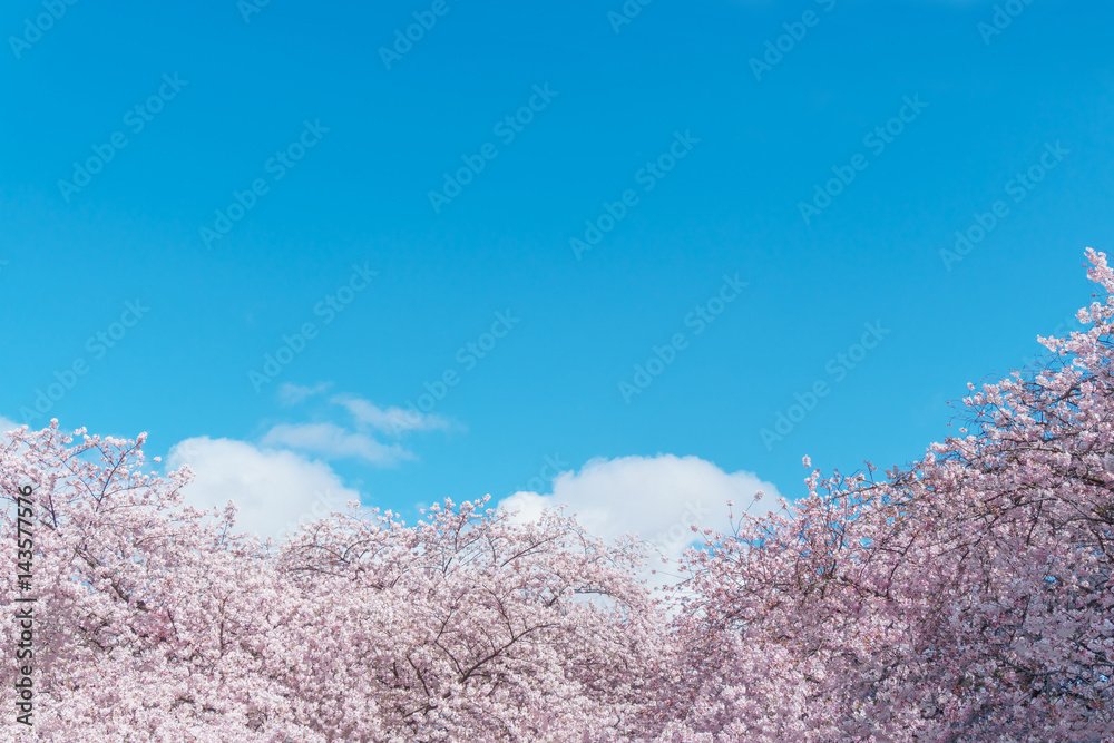Obraz premium 桜
