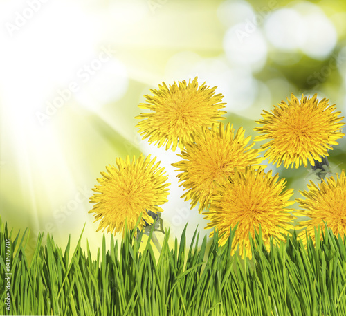 image of dandelion closeup