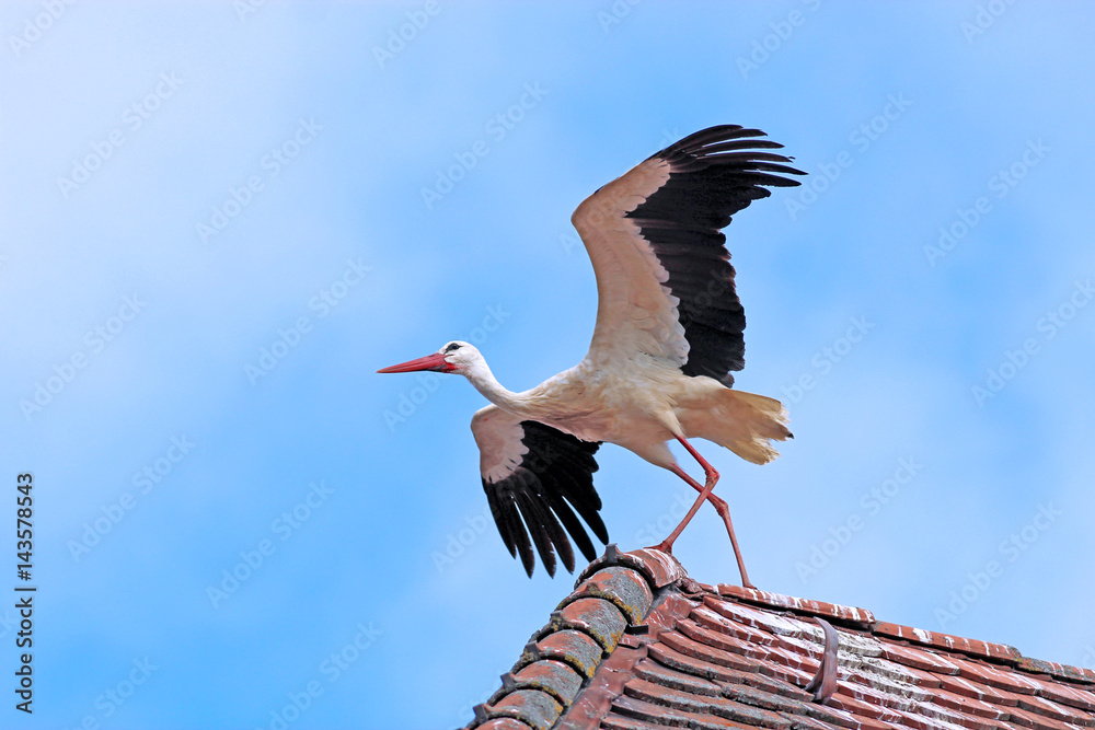 Fototapeta premium stork ready for take off