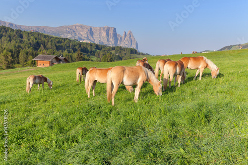 Beautiful horses on green pasture in South Tyrol