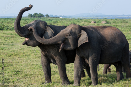 Elefanten photo