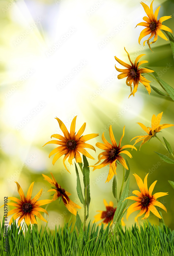 Image of beautiful flowers in garden closeup