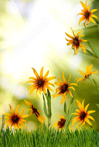 Fototapeta Naklejka Na Ścianę i Meble -  Image of beautiful flowers in garden closeup