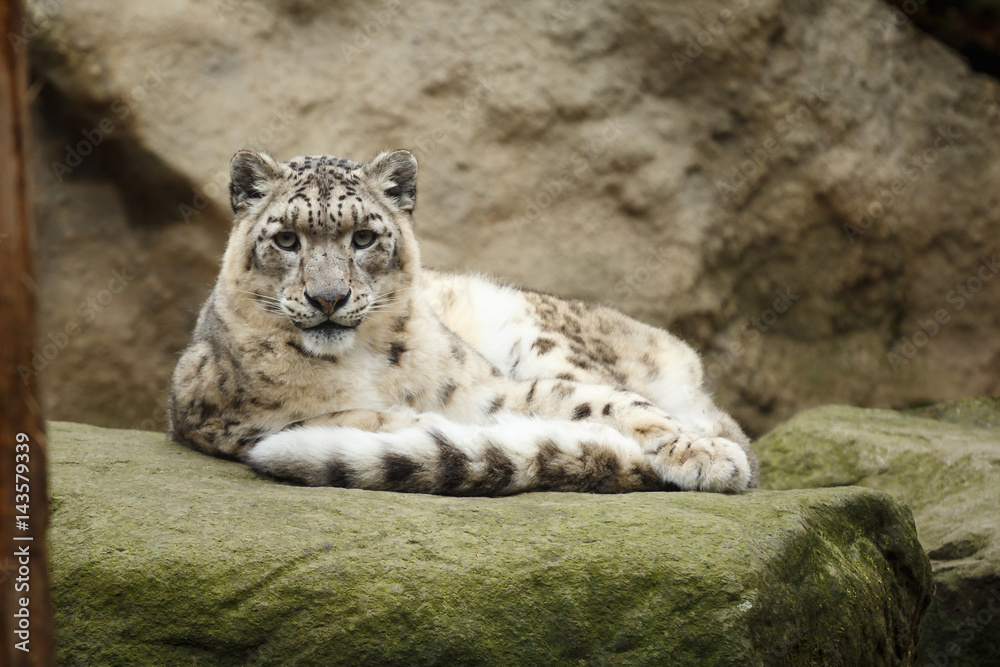 Face portrait of snow leopard - Irbis (Panthera uncia) Face portrait of snow leopard - Irbis (Panthera uncia)
