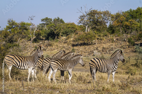 Plains zebra in Kruger National park  South Africa