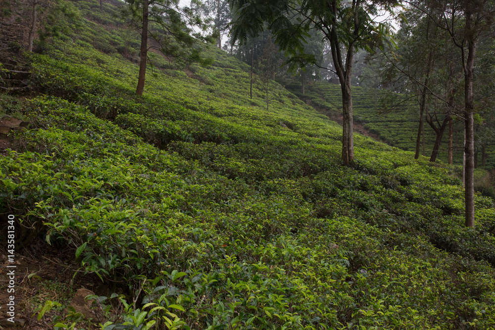 Teeplantage in Sri Lanka