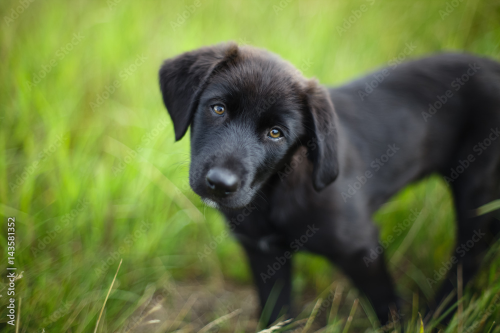 Black dog on a background of green grass.