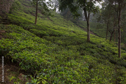 Teeplantage in Sri Lanka