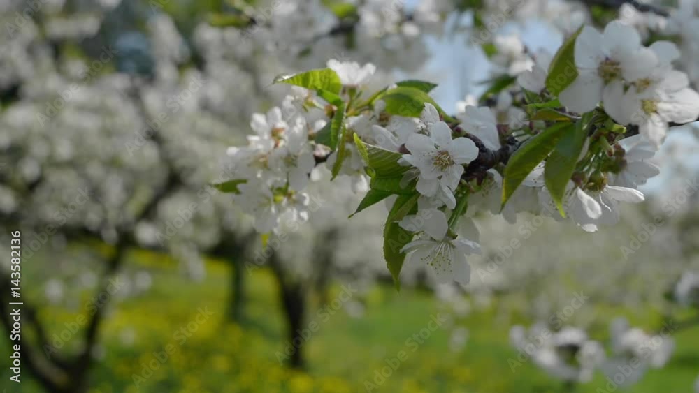 Cherry trees in bloom on the hills Cherry trees in bloom on the hills