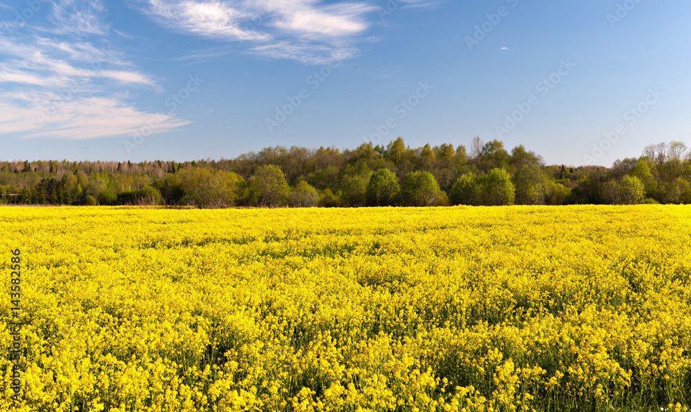 field of yellow flowers in the north of Russia