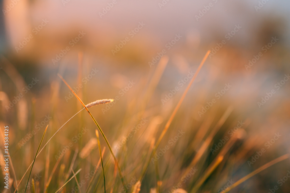 Spikelets in the field at sunset. The texture of grass at sunset. Wild grass, wild grass, dry grass.