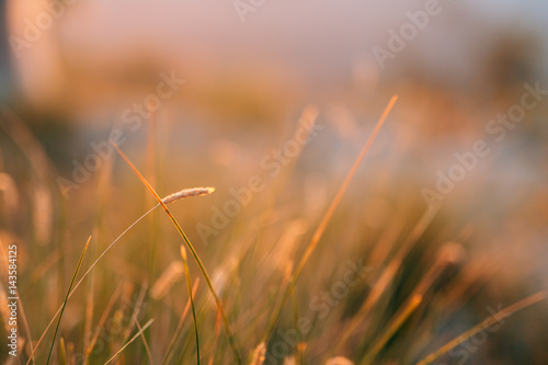 Spikelets in the field at sunset. The texture of grass at sunset. Wild grass, wild grass, dry grass.