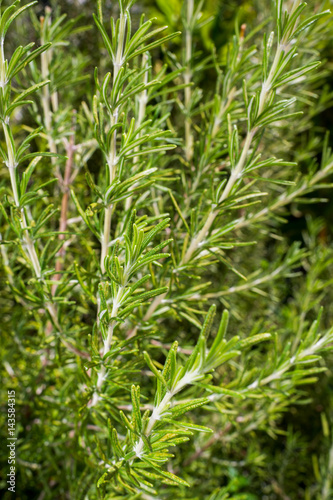 growing rosemary bush