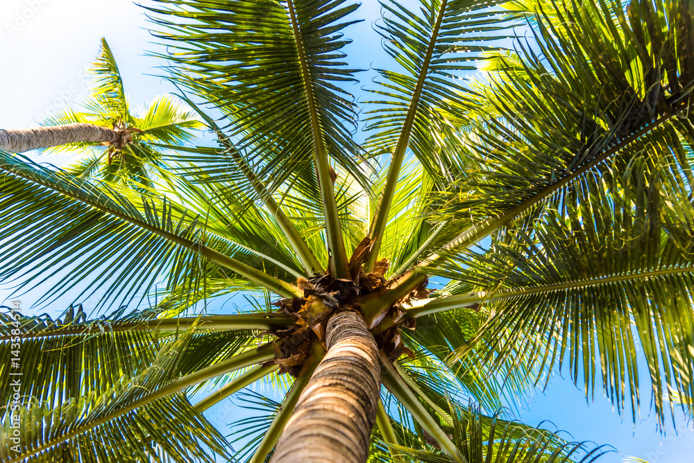 Green palm tree on blue sky background Green palm tree on blue sky background