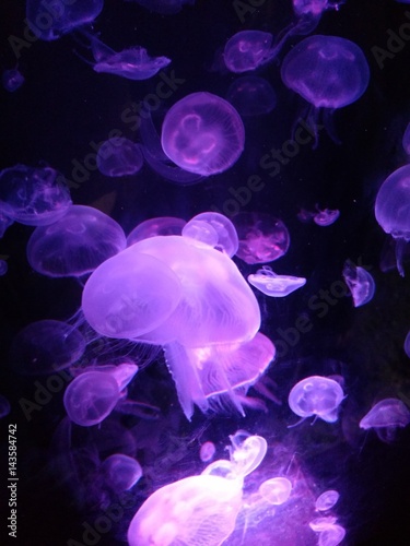 Jellyfish in Purple Light © William