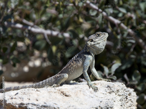 Starred or Hardun Agama (Laudakia stellio cypriaca) sitting up with its throat pouch extended in display, near Paphos, Cyprus. photo