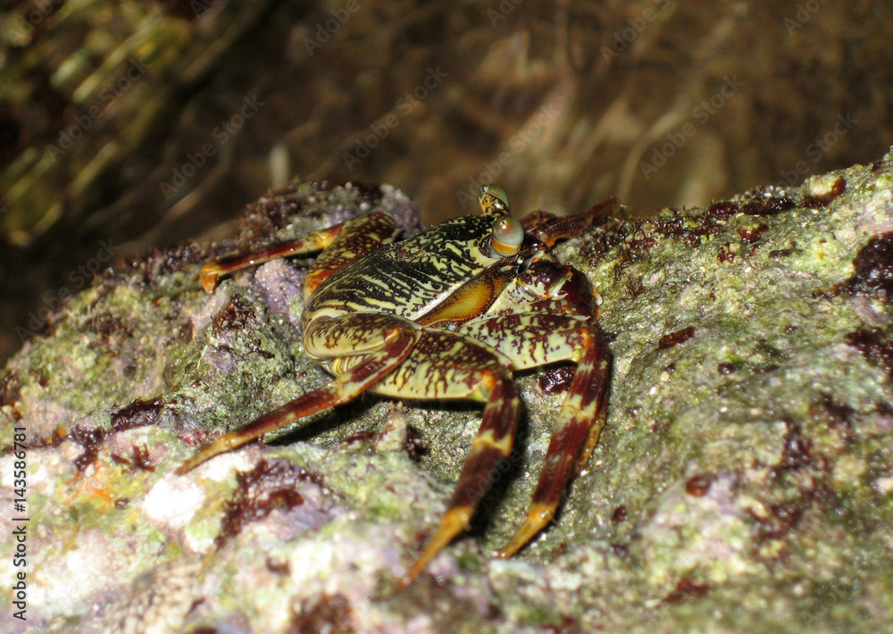 Sea crab on the bottom of the Red Sea