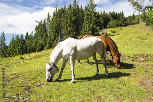 Beautiful horses grazing outdoor on green hill, nature countryside scenery, beautiful animals