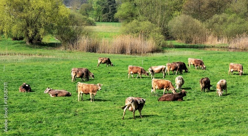 élevage...suisse agraire