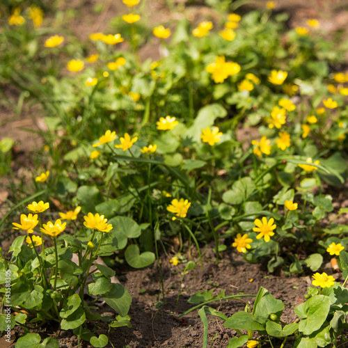 The first spring flowers   background