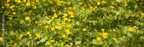 A lot of yellow spring flowers background
