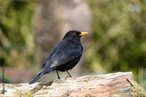 blackbird © Joke Beers-Blom