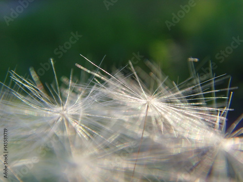 Dandelion seeds  nature